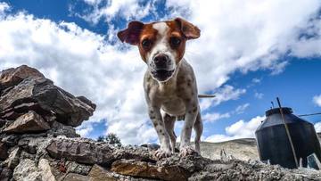 Nosework